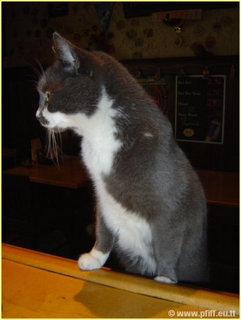 PFIFF Pics Bar und Mautzy_17.JPG