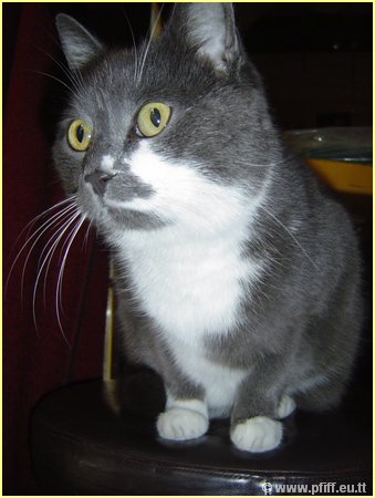 PFIFF Pics Bar und Mautzy_23.JPG