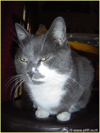 PFIFF Pics Bar und Mautzy_24.JPG