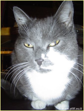 PFIFF Pics Bar und Mautzy_26.JPG